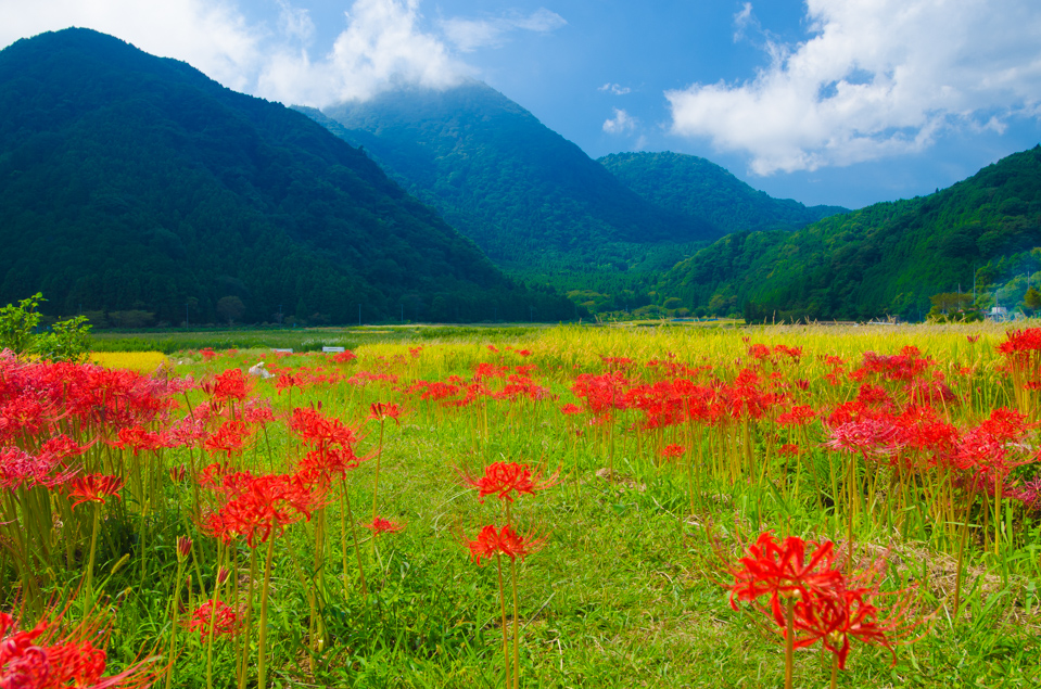 Photo 伊豆高原　池　彼岸花