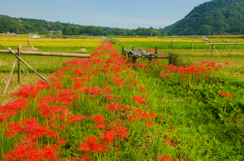 Photo 伊豆高原　池　彼岸花