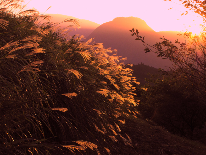 伊豆半島の東伊豆の伊東市伊豆高原大室山の秋のすすきと矢筈山夕景