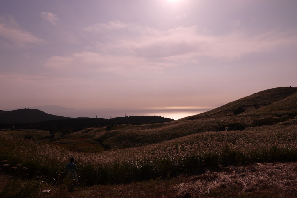 伊豆半島東伊豆町稲取の細野高原の秋のすすきイベントの写真