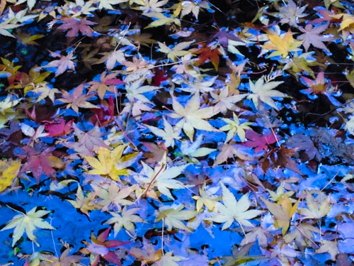 丸山公園のもみじ晩秋